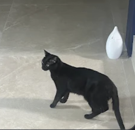 Le chat noir de Damien, en visite à domicile